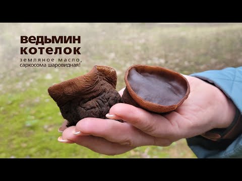 Чем перекусить в лесу? Завтрак грибника! ВЕДЬМИН КОТЕЛОК, САРКОСОМА ШАРОВИДНАЯ, Земляное Масло.