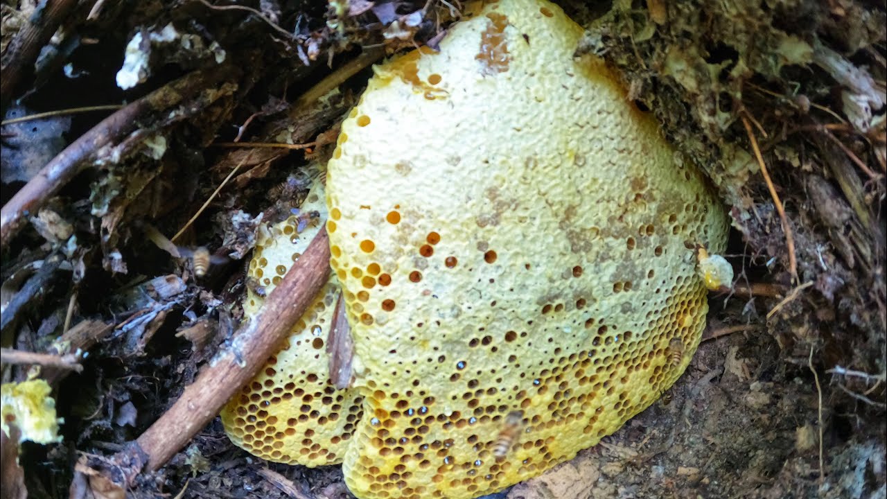 Tìm Ong Mật Mùa Hè .Theo Ong Lấy Nước Trúng Toàn Ổ Đẹp.