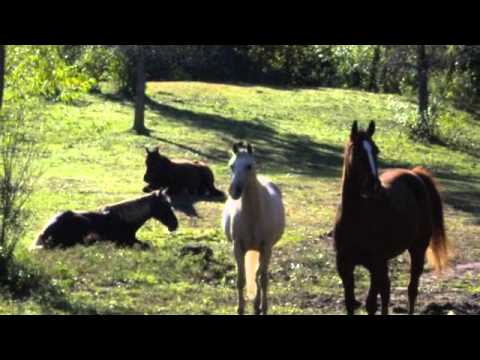 Early Morning with Horses