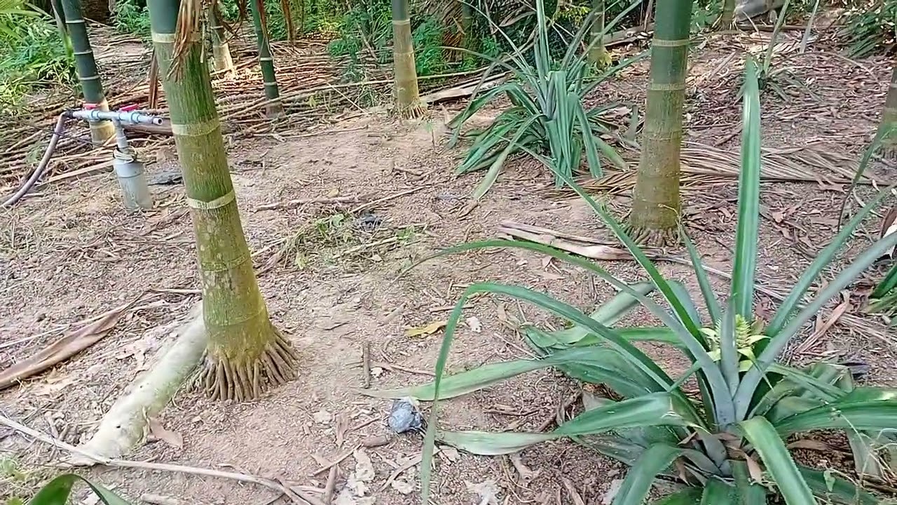 cách trồng và chăm sóc cây cau 