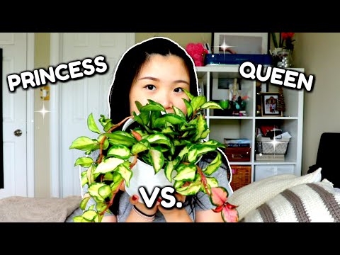 Hoya Carnosa Krimson Princess Vs Queen | Plant Care Comparison