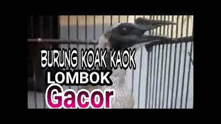 Burung Koak Kaok Asli Lombok Gacor