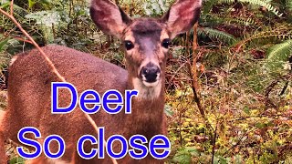 Soft piano 🎹 deer 🦌 in the forest 🌳 by I Love to Explore Oregon 57 views 2 months ago 2 minutes, 5 seconds