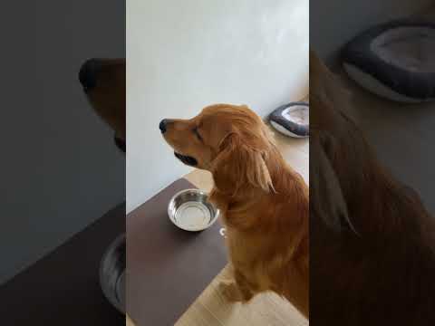 Toby fait le prince 🤣😭