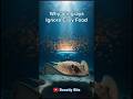 Why Do Stingrays Ignore Easy Food? #stingray #marinebiology #oceanlife