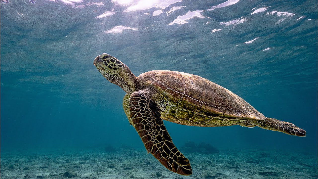 Snorkelling at The Rarotongan & Sanctuary Rarotonga, Cook islands.