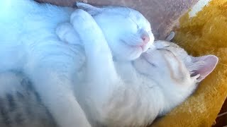 Cute kittens just sleeping together. by 捨て猫姉弟ハナとユキ 10,098 views 1 year ago 5 minutes, 6 seconds