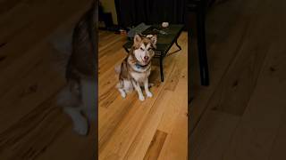 River is the cutest little malamute when it's meal time. #alaskanmalamute