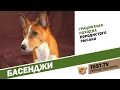 TEST.TV: Басенджи собака которая не лает.