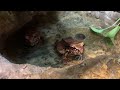 May 8 - Smoky Jungle Frogs