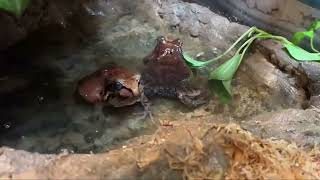 May 8 - Smoky Jungle Frogs