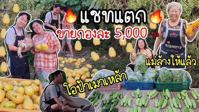 EP.789 แกงเขียวหวานลูกชิ้นปลากราย นวดเนื้อปลาเองให้เด้งนุ่มฟู ไม่เหม็นคาว  อร่อยเหมือนซื้อกิน - YouTube