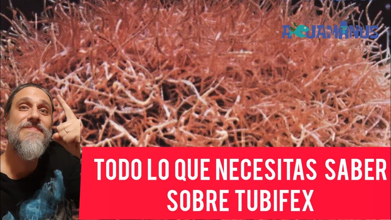 Todo lo que necesitas saber sobre Tubifex  🪱🪱🪱