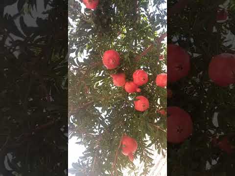 میوه چندتائی منظم درخت انار در کنارهم