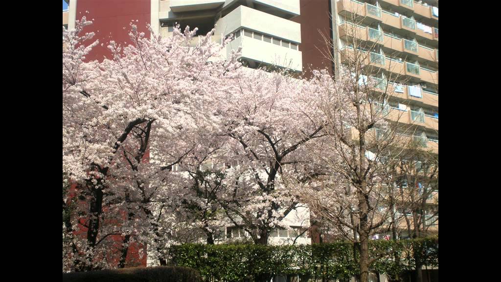 みんなのうた　ユミちゃんの引越し～さよならツトム君～