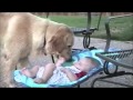 癒される赤ちゃんと犬　動画集