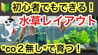 【CO2不要で簡単!】初心者向け水草水槽レイアウトを実践解説!