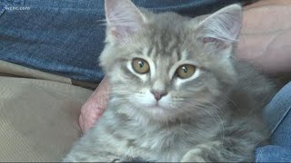 Couple spends $25,000 to clone cat