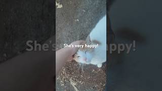Stray Cat Was So Happy When Seeing Me!