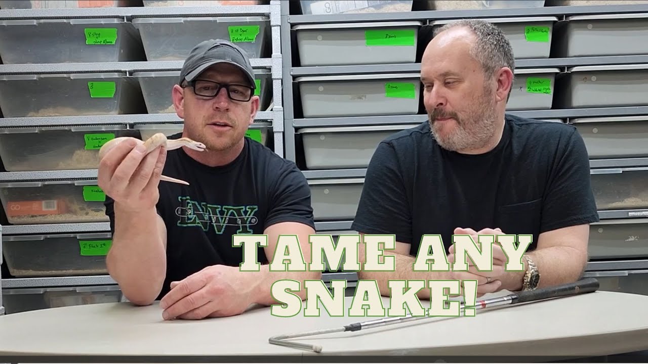 Can any snake be tamed? YES! We show you how. snakes reptiles snake