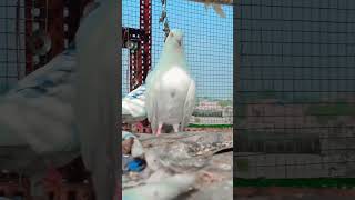 kabootar pigeon pegeon birdspecies birds youtubeshorts video pigeonpigeon  
