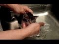 Tiny orphaned kitten protests flea bath at VOKRA