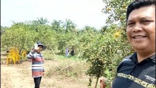 Panen Jeruk di Desa Air Talas