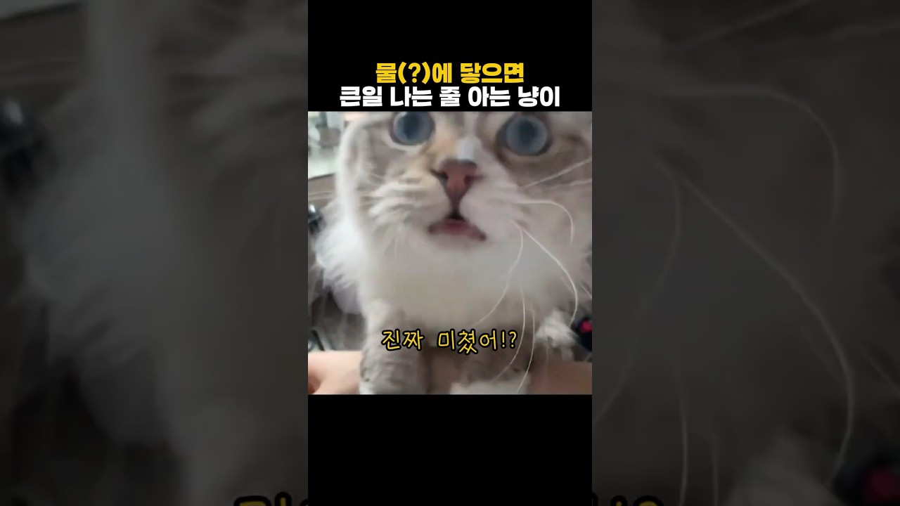 물에 닿으면 큰일 나는 줄 아는 고양이