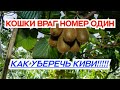 Почему Киви даёт мало плодов?