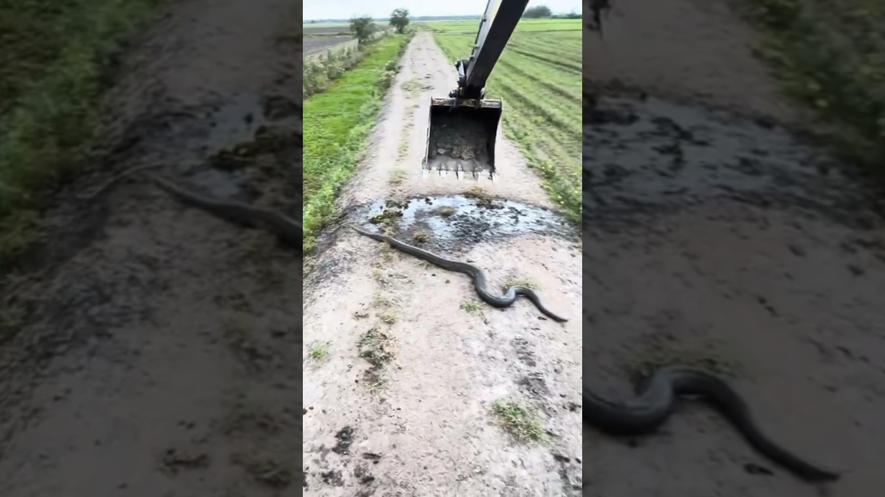 OLHA O TAMANHO DA SUCURI