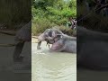 Injured wild elephant / please save elephants