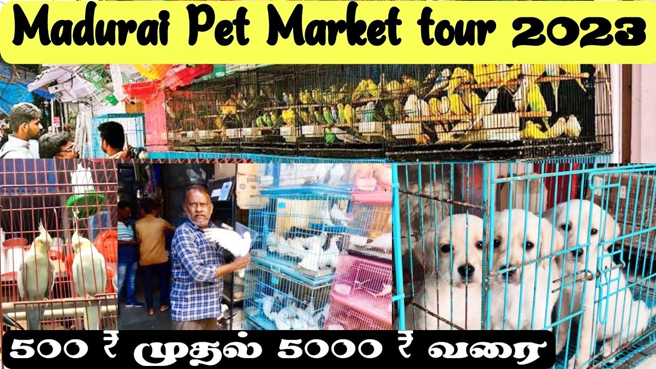 Madurai Pet Market tour 2023 Animals Lover 👌👌 Shen Vlogs madurai