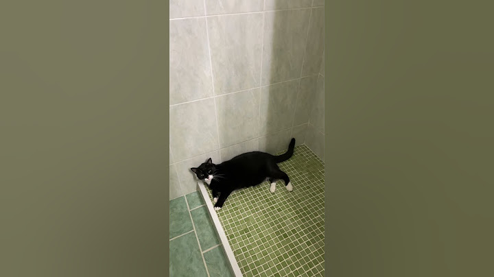 Kitty Has a Lot to Say || ViralHog