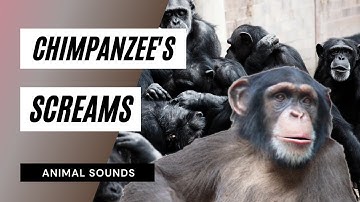 The Animal Sounds: Chimpanzee
