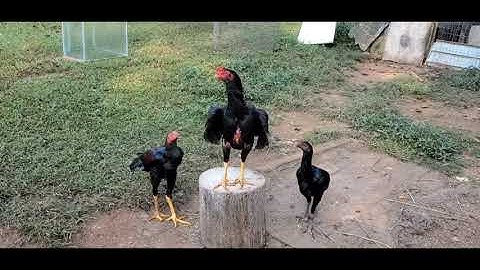 Qhia Kho Qaib Sav Ceg Kom Zoo