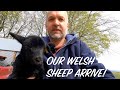 Balwen and black welsh mountain sheep