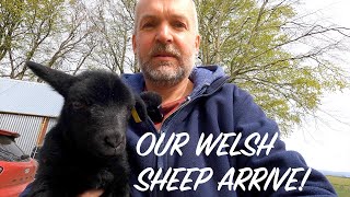 Balwen and Black Welsh Mountain Sheep