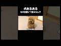 犬あるある「その言葉いつ覚えたん?」 #トイプードル