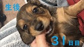 ミニチュア ダックスフンドの赤ちゃん誕生 ワールド牧場 Youtube