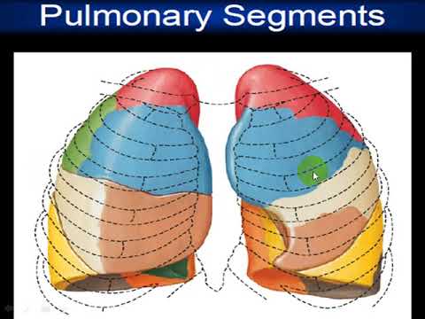 Anatomy of the chest - YouTube