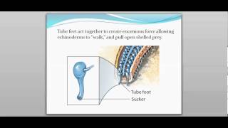 28-4 Echinoderms (Part 1)