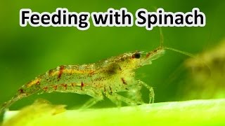 Red Cherry Shrimp feeding with vegetables - Spinach PART2