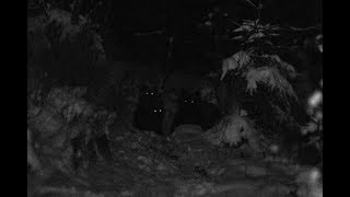 Stary Niedźwiedź Mocno Śpi. Nie Chcemy Sylwestra Pod Wielką Krokwią - Petycja