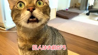 使わなかった夏用ベッドを使って欲しい