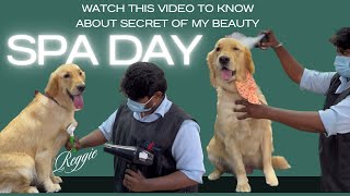 Reggie’s Spa Day || Fun Video || Golden Retriever