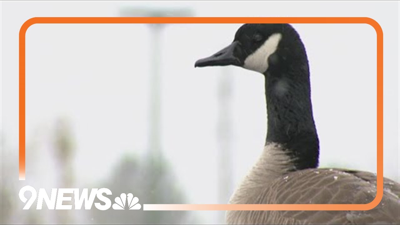 'Any car is fair game': Goose takes over Colorado State Patrol Academy