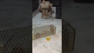 Rio ka BP Low Hogaya 🐀🤣🤣😎 # Trending viral video funny comedy video viral ## YouTube Shorts ✌️