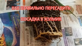 ПОСАДКА В ХОЛМИК. КОМФОРТ ДЛЯ КОРЕШКОВ!