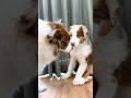 子犬の事が大好きで仕方ない先住犬が可愛すぎて見てるだけで幸せ🥺 #shorts