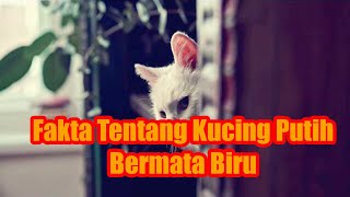Download Lagu Benarkah Kucing Putih Bermata Biru Tidak Bisa Mendengar???